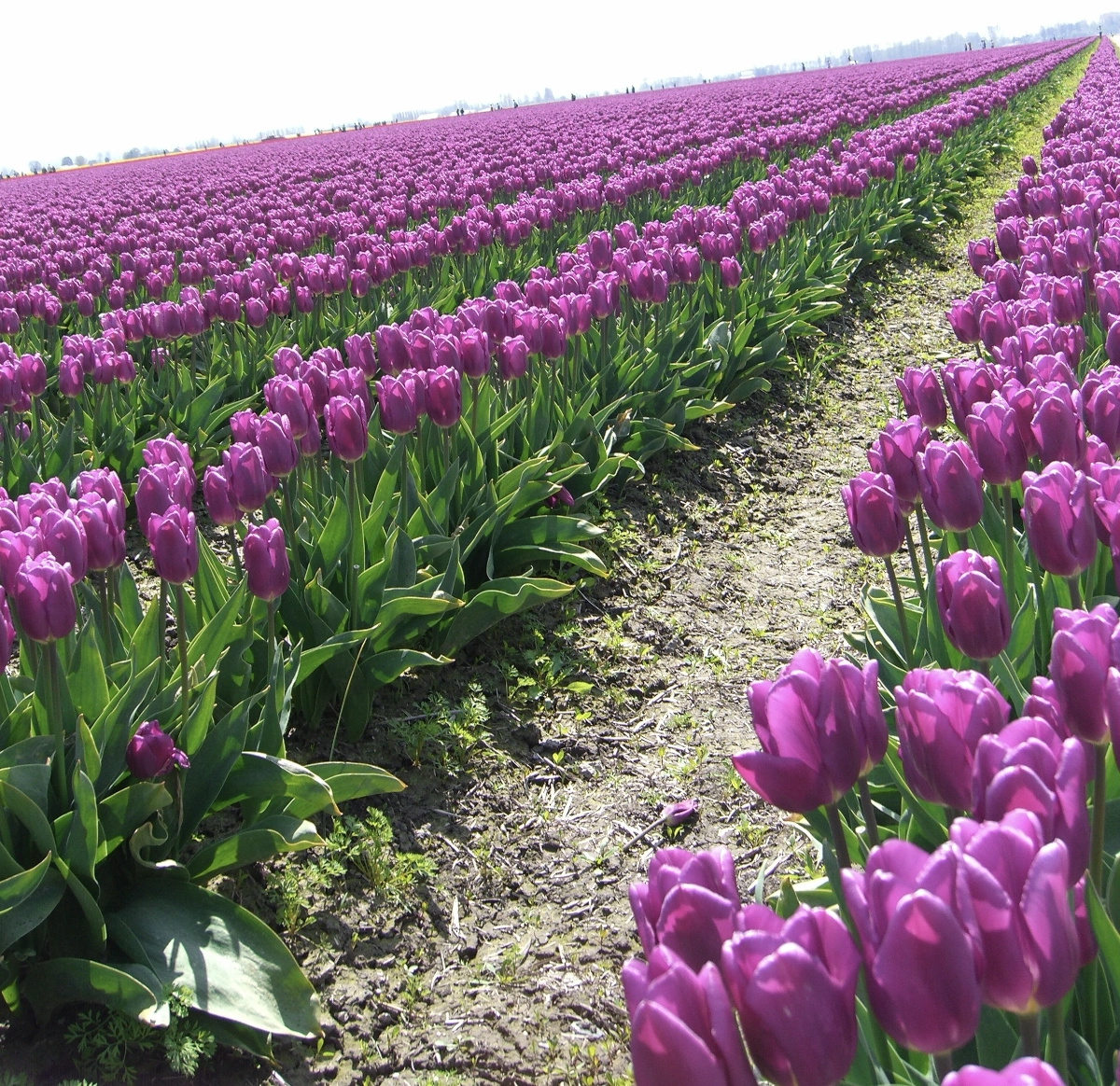 tulips